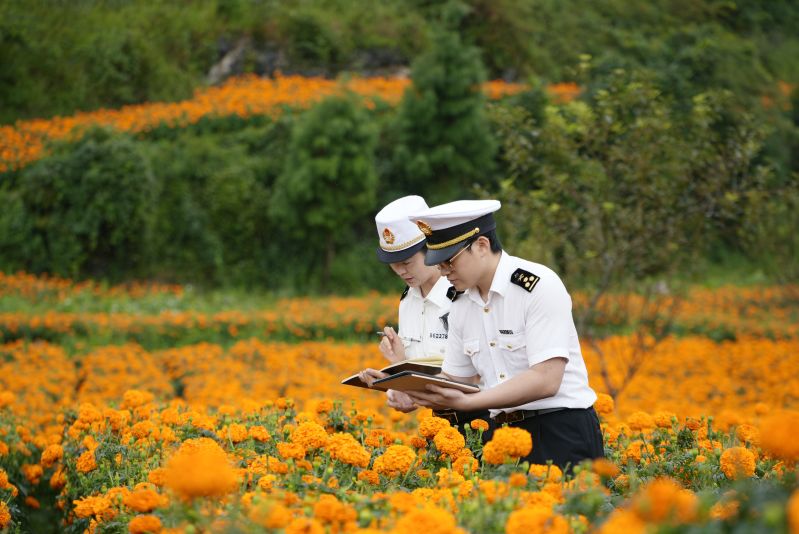 关员对出口万寿菊浸膏原料种植基地开展现场监管 张磊 摄