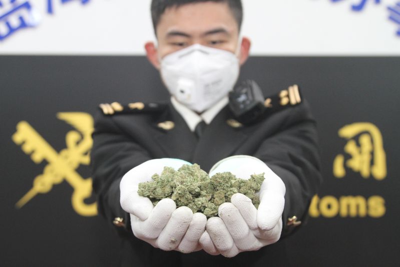 图为:青岛海关在进境邮件中查获毒品大麻植物 蒋友运/摄