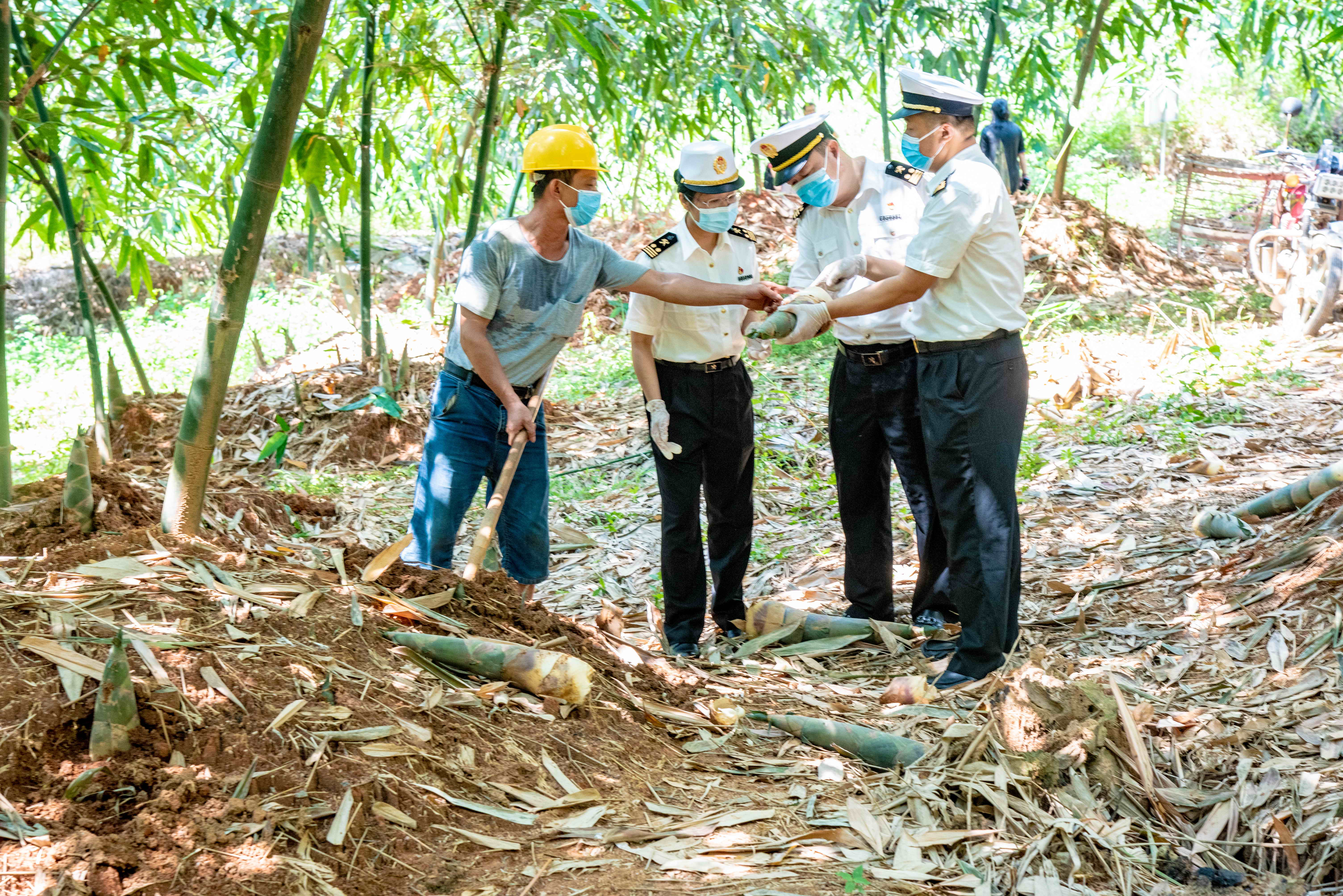 海关关员深入出口竹笋种植基地查看竹笋采收情况